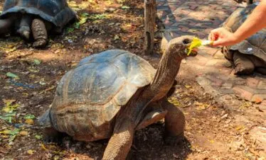 Prison Island & Tortoises — image 2