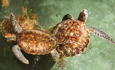 Natural Aquarium Tour — image 2