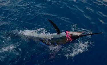 Fishing Adventures — image 2