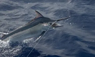 Fishing Adventures — image 5