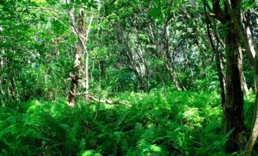 Jozani Forest Tour — image 2