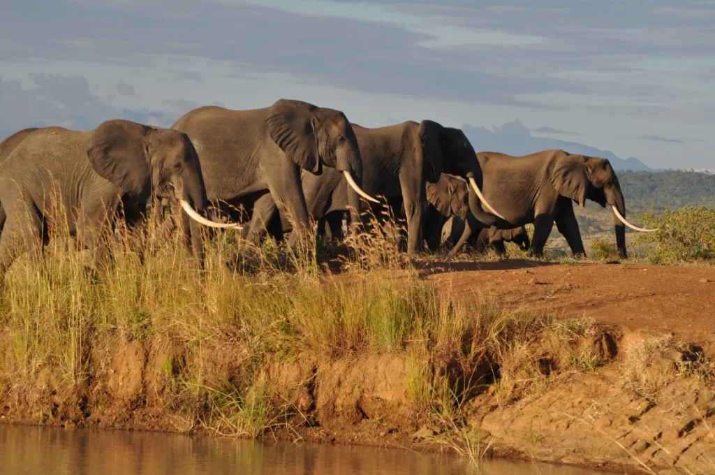 Mikumi National Park — image 2