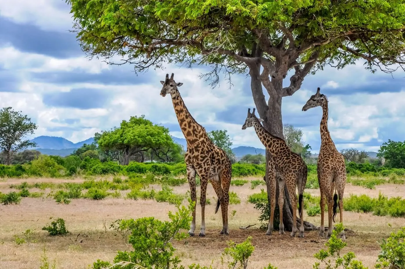 Mikumi National Park — image 3
