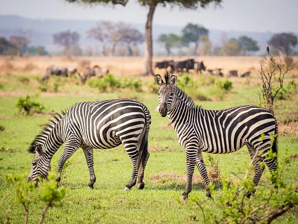 Mikumi National Park — image 5