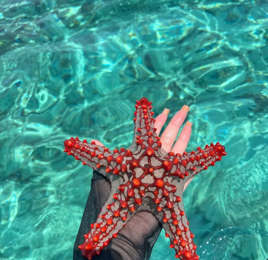 Mnemba Island Snorkel — image 4