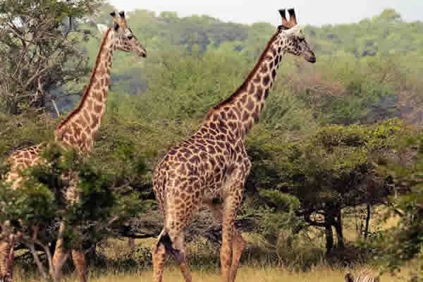 Selous Game Reserve — image 2