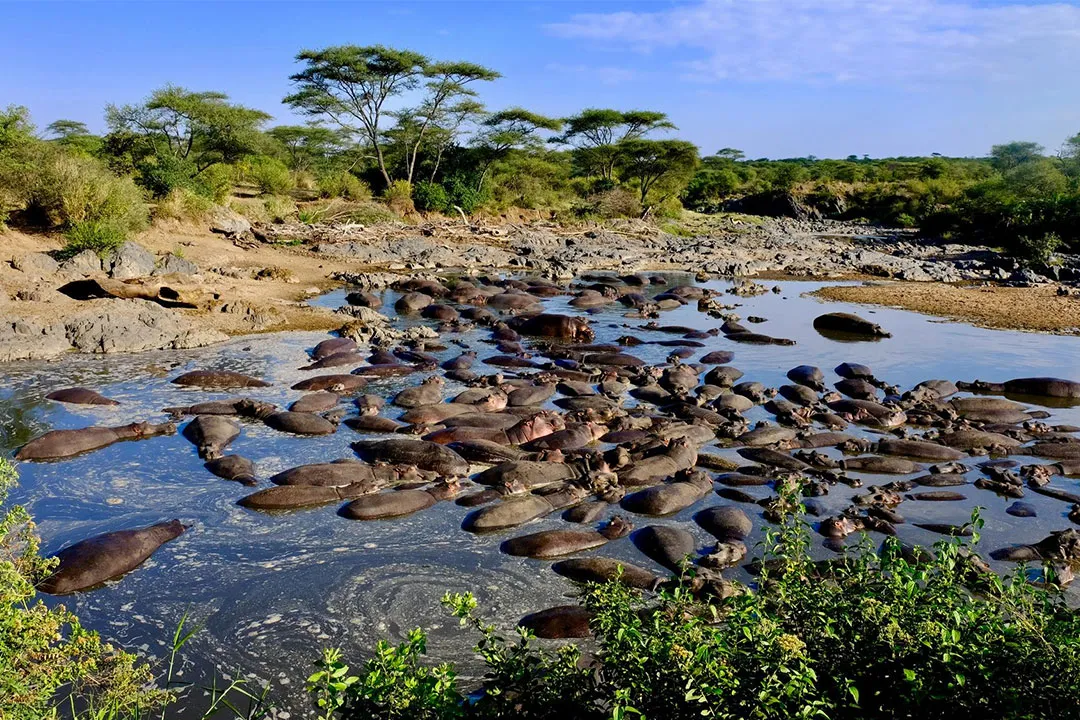 Selous Game Reserve — image 4