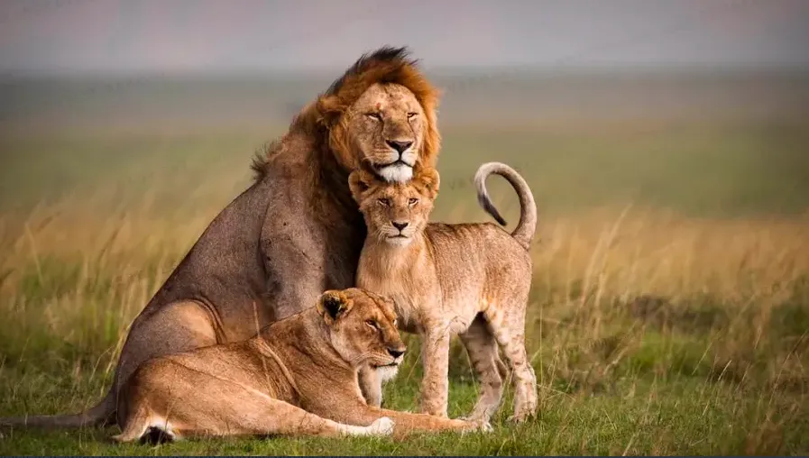 Selous Game Reserve — image 6