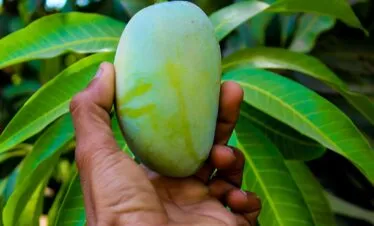 Spice Farm Tour — image 4
