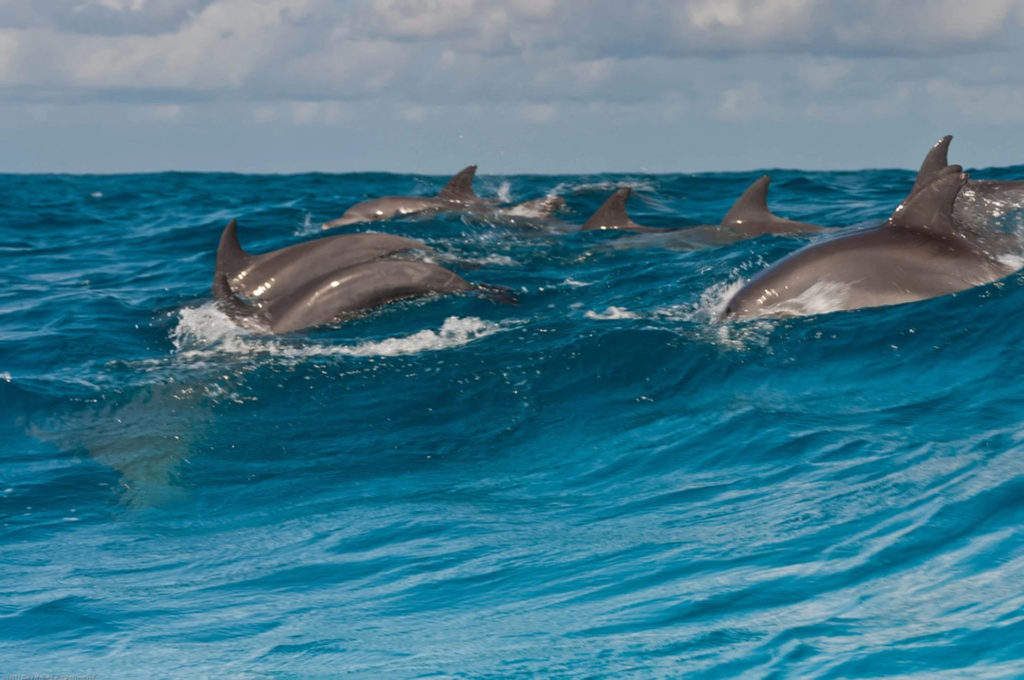 Dolphin Watching